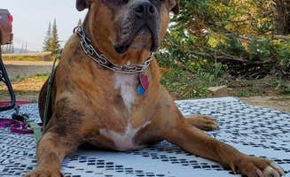 Steven M.'s photo of camping with pets at Manti-LaSal National Forest Potters Pond Campground near Castle Dale, UT