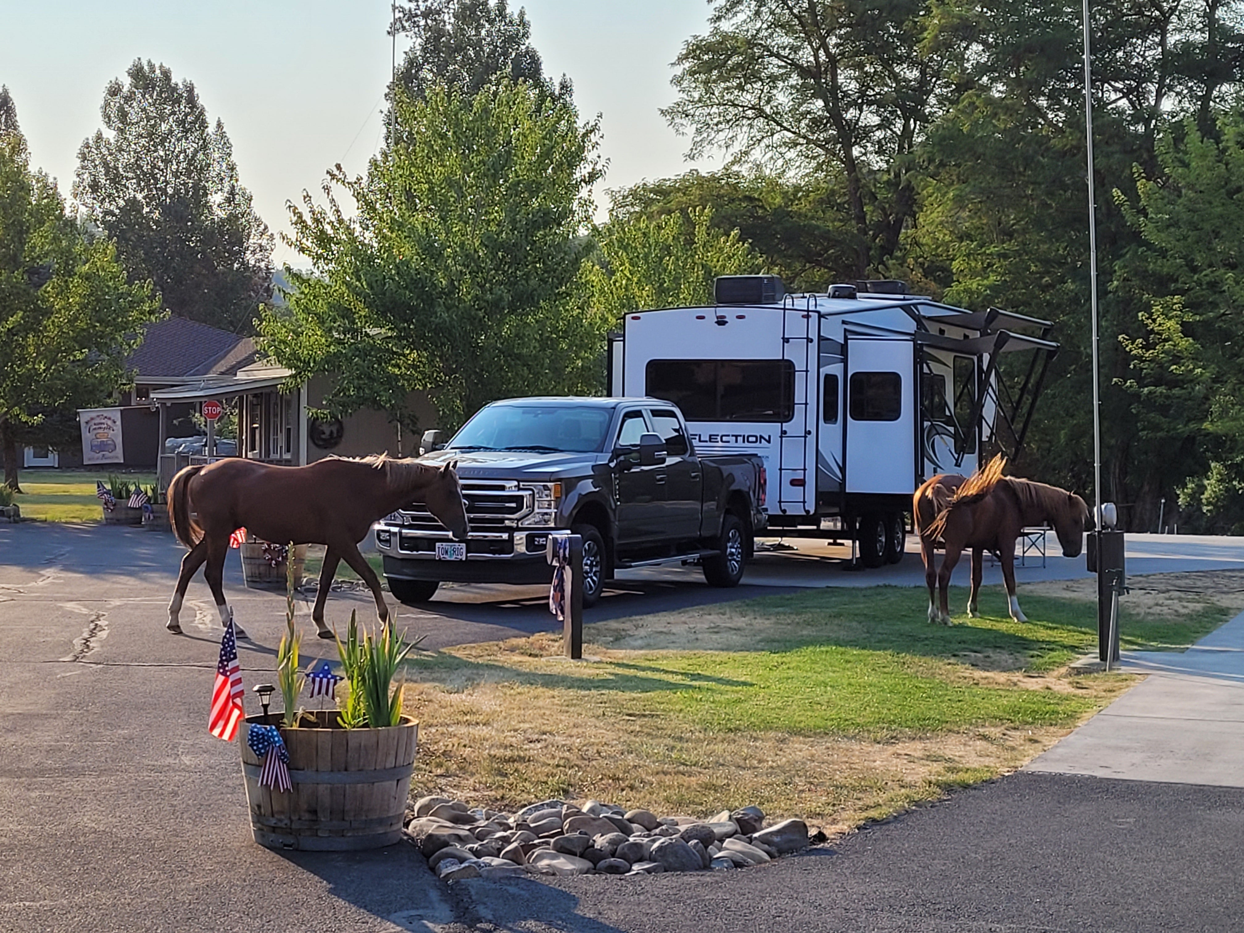 Camper submitted image from Blue Heron RV Park - 1