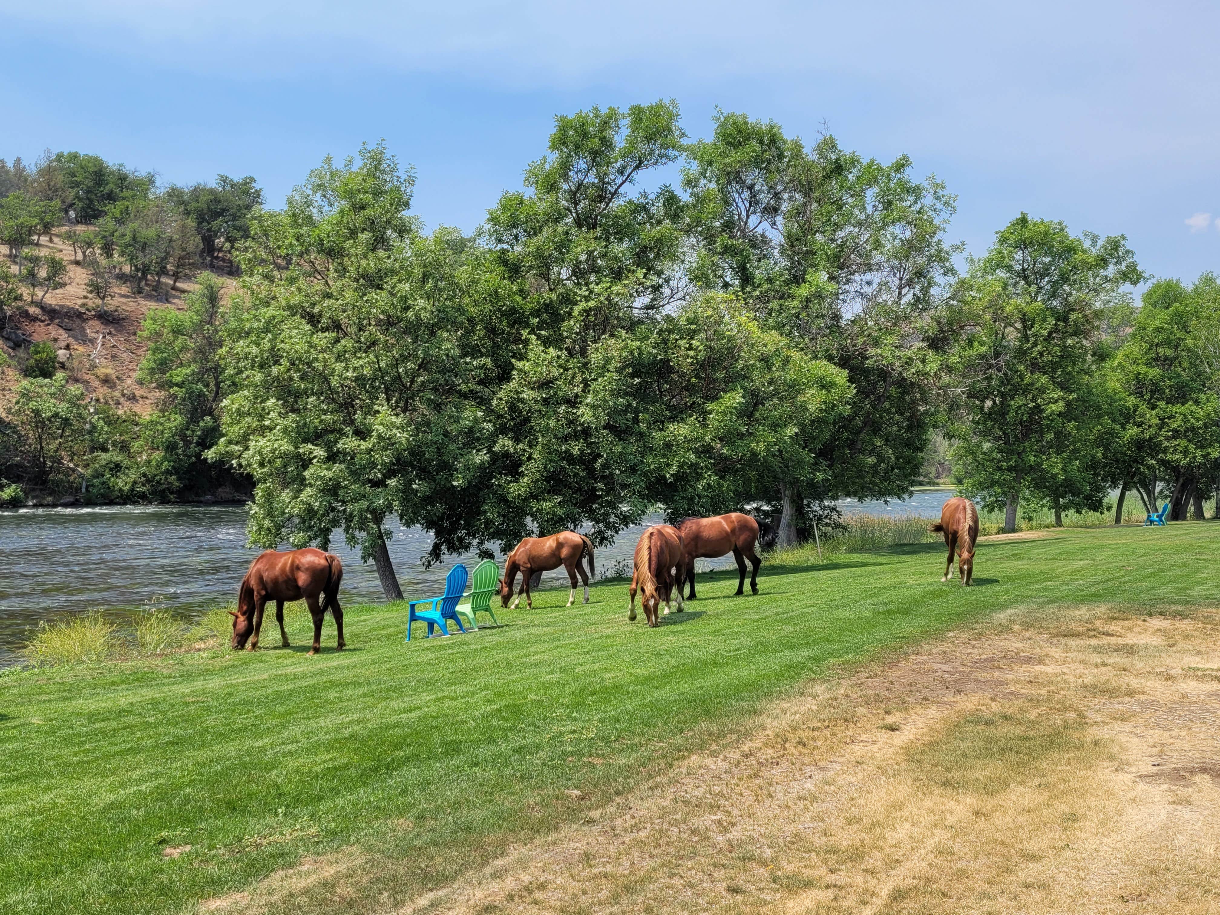 Camper submitted image from Blue Heron RV Park - 3