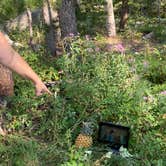 Review photo of Arapaho and Roosevelt National Forest Dispersed Camping by Kim A., August 30, 2021