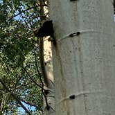 Review photo of Arapaho and Roosevelt National Forest Dispersed Camping by Kim A., August 30, 2021