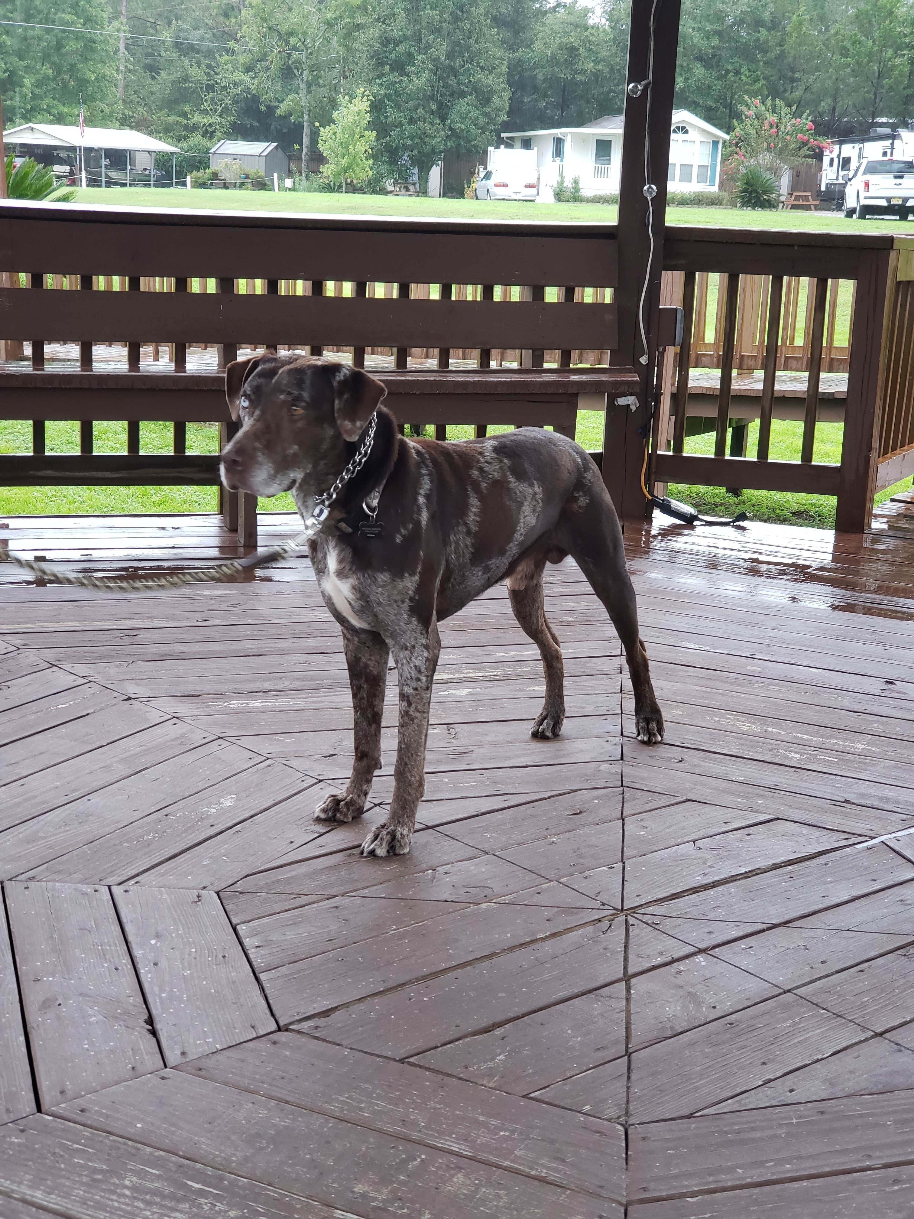 Brandi M.'s photo of camping with pets at Sunset King RV Resort near Crestview, FL