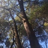 Review photo of Henry Cowell Redwoods State Park Campground by Debbie M., August 30, 2021