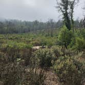 Review photo of Henry Cowell Redwoods State Park Campground by Debbie M., August 30, 2021