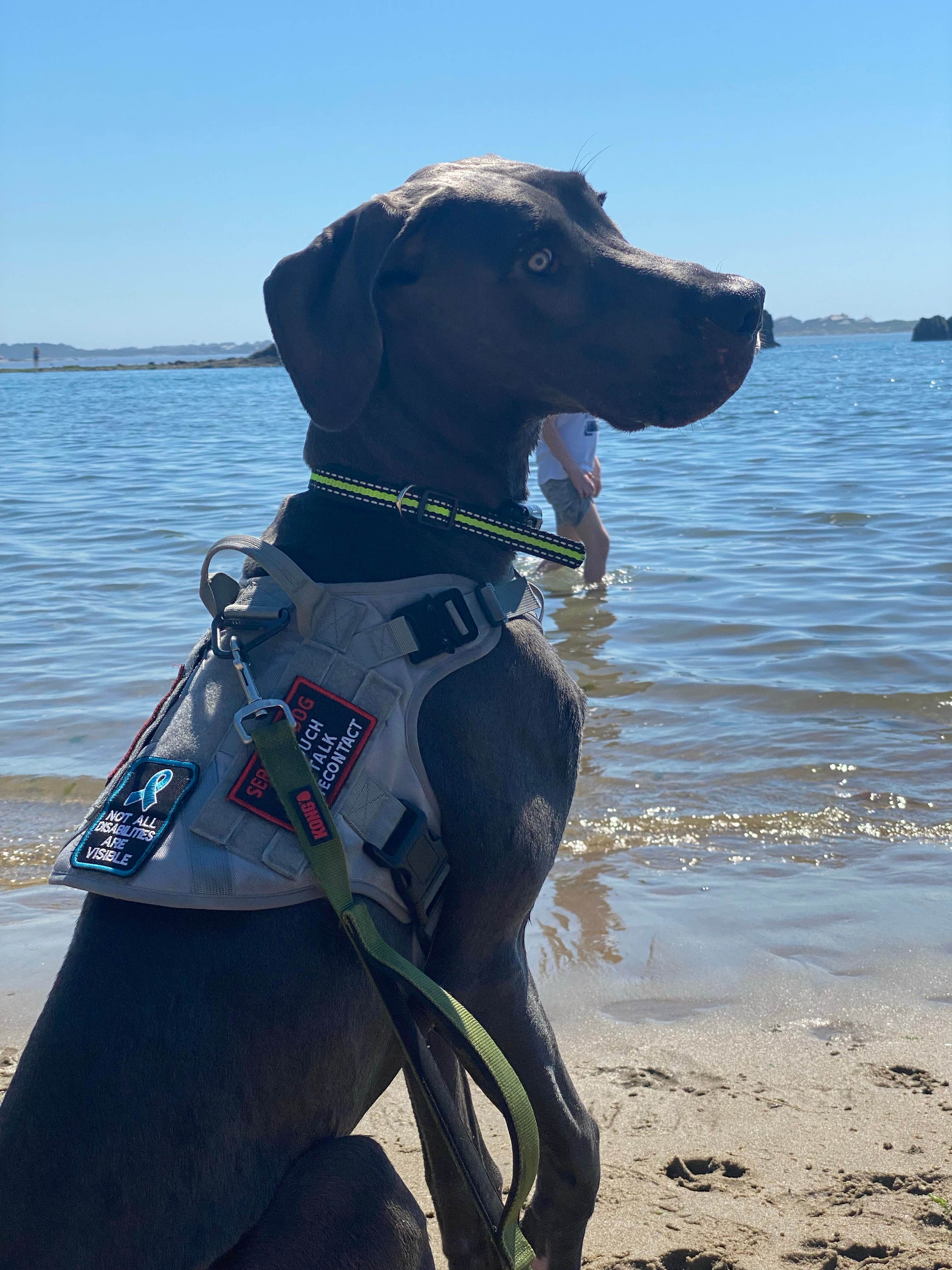 Angel G.'s photo of camping with pets at Devil’s Lake State Recreation Area Campground near Agate Beach, OR