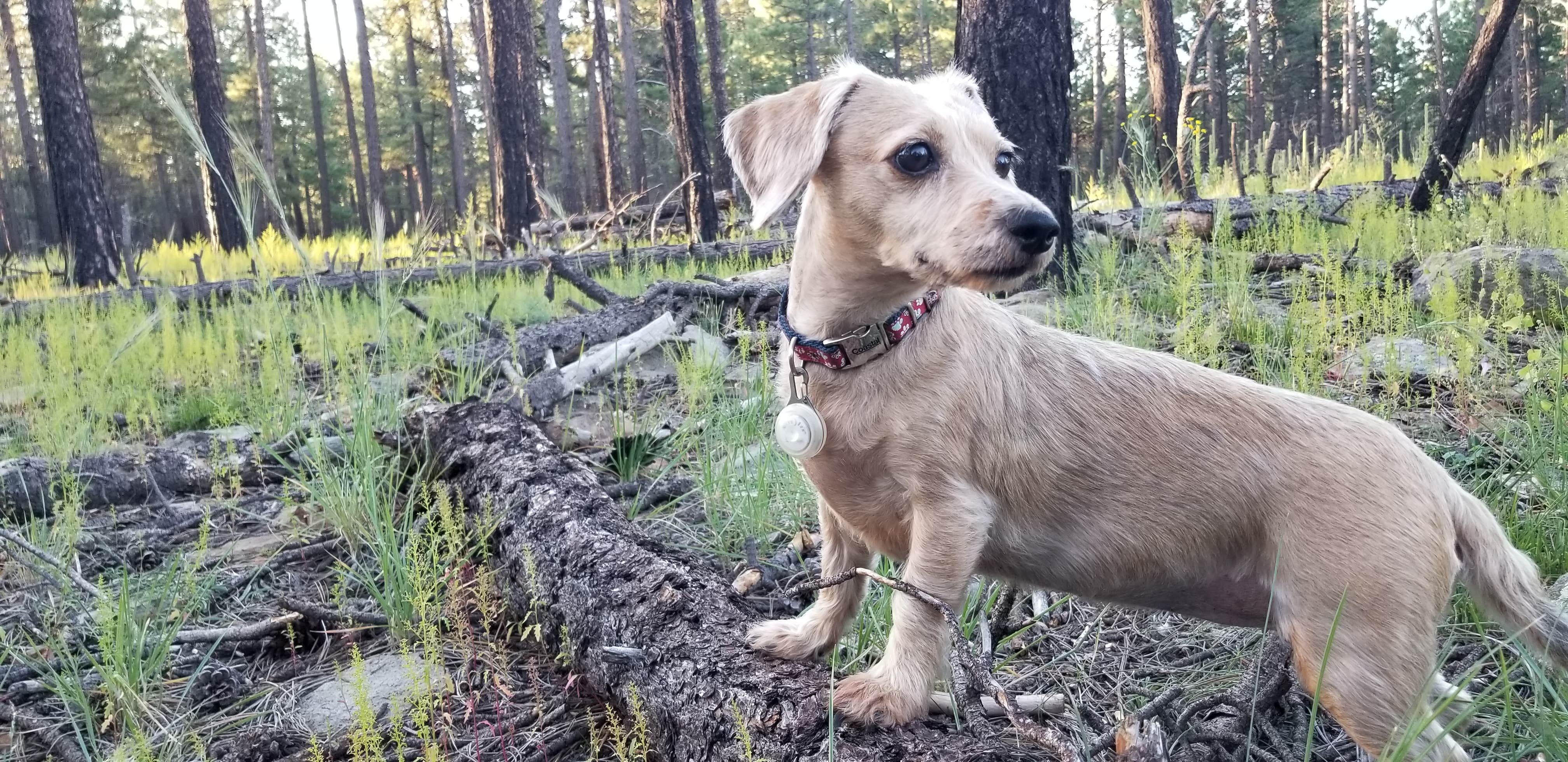 Brandon's photo of camping with pets at Edge of the World (East Pocket) near Cottonwood, AZ