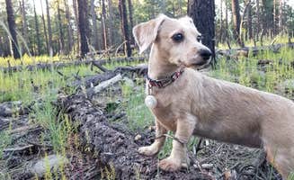 Brandon's photo of camping with pets at Edge of the World (East Pocket) near Sedona, AZ