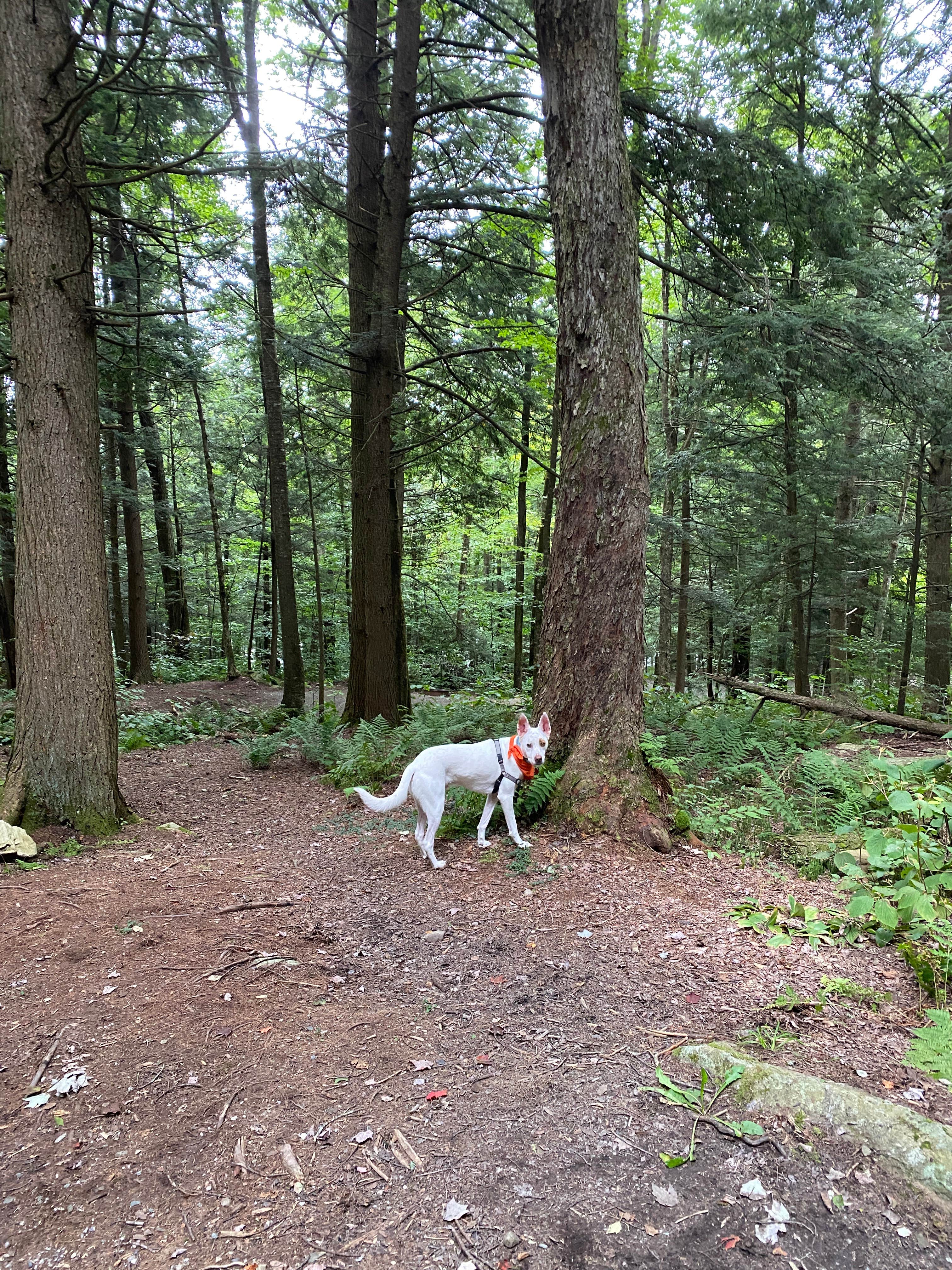 professorthedog P.'s photo of camping with pets at Cherry Plain State Park Campground near Averill Park, NY