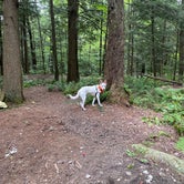 Review photo of Cherry Plain State Park by professorthedog P., August 31, 2021