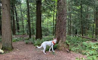 professorthedog P.'s photo of camping with pets at Cherry Plain State Park Campground near Williamstown, MA
