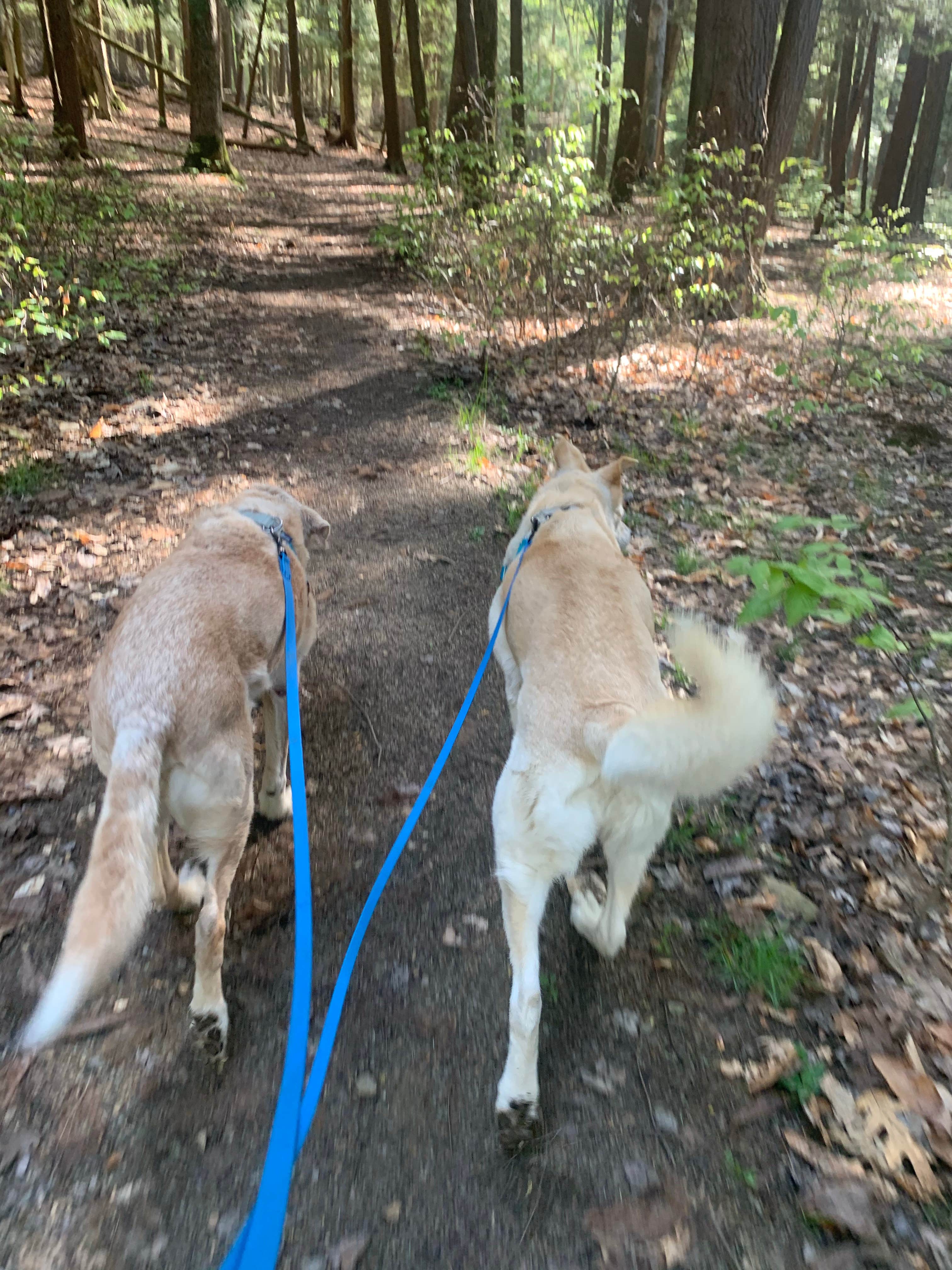Beth & Kent  S.'s photo of camping with pets at Cook Forest State Park Campground & Cabins near Sheffield, PA