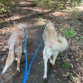 Review photo of Cook Forest State Park Campground by Beth & Kent  S., August 31, 2021