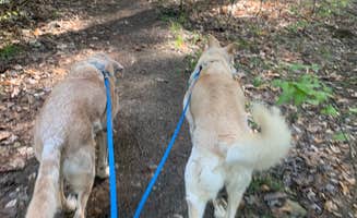 Beth & Kent  S.'s photo of camping with pets at Cook Forest State Park Campground & Cabins near Rouseville, PA
