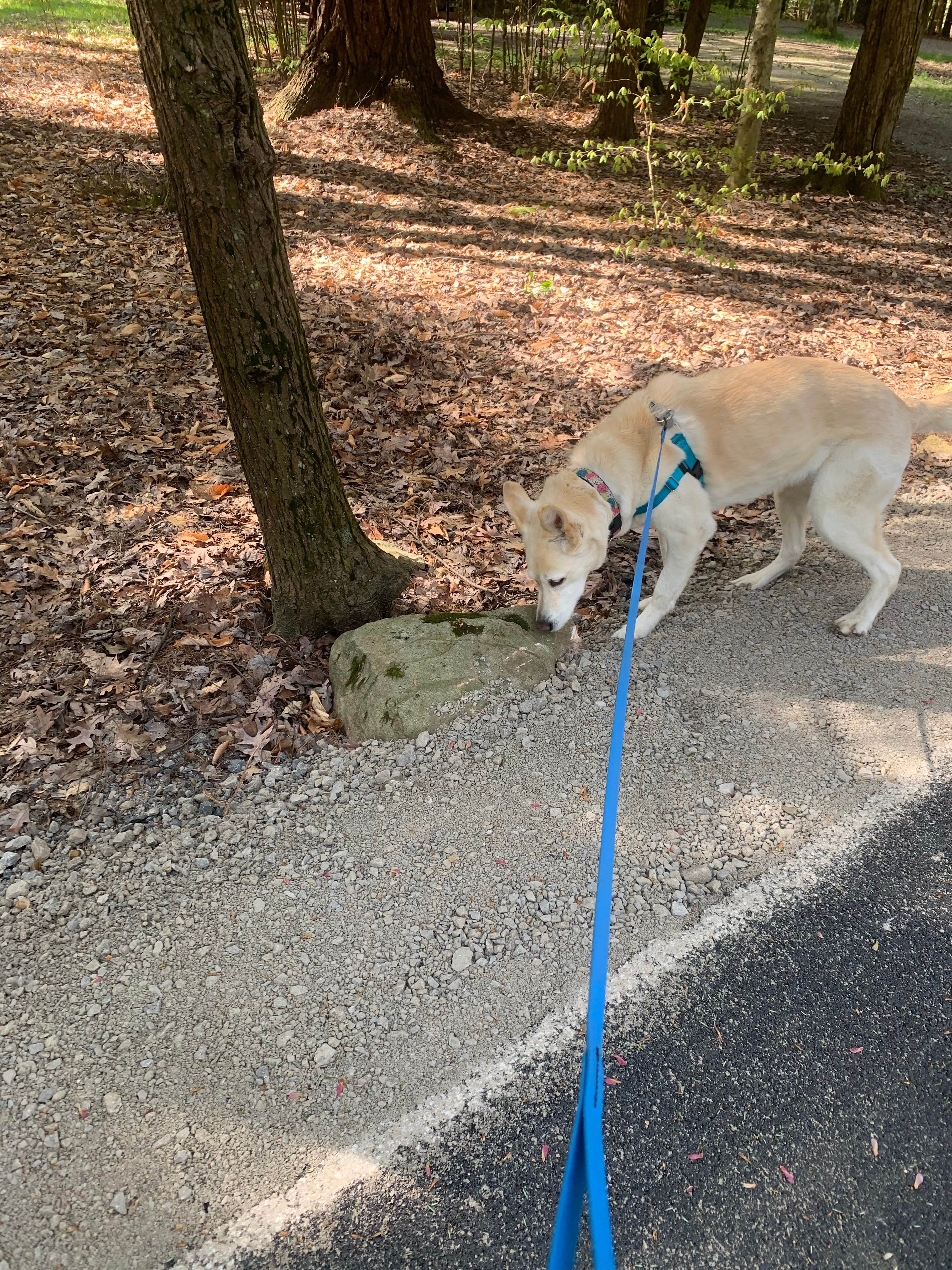 Beth & Kent  S.'s photo of camping with pets at Cook Forest State Park Campground & Cabins near Ridgway, PA