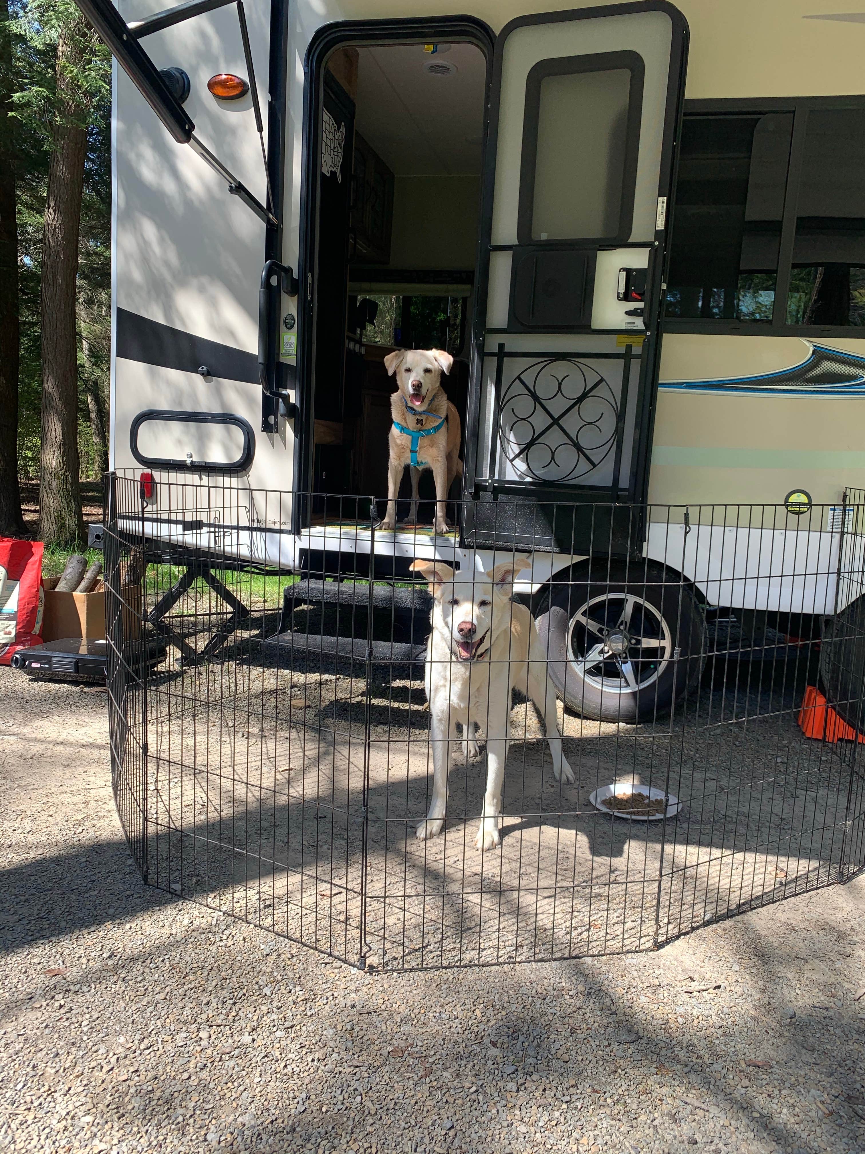 Beth & Kent  S.'s photo of camping with pets at Cook Forest State Park Campground & Cabins near Tionesta, PA