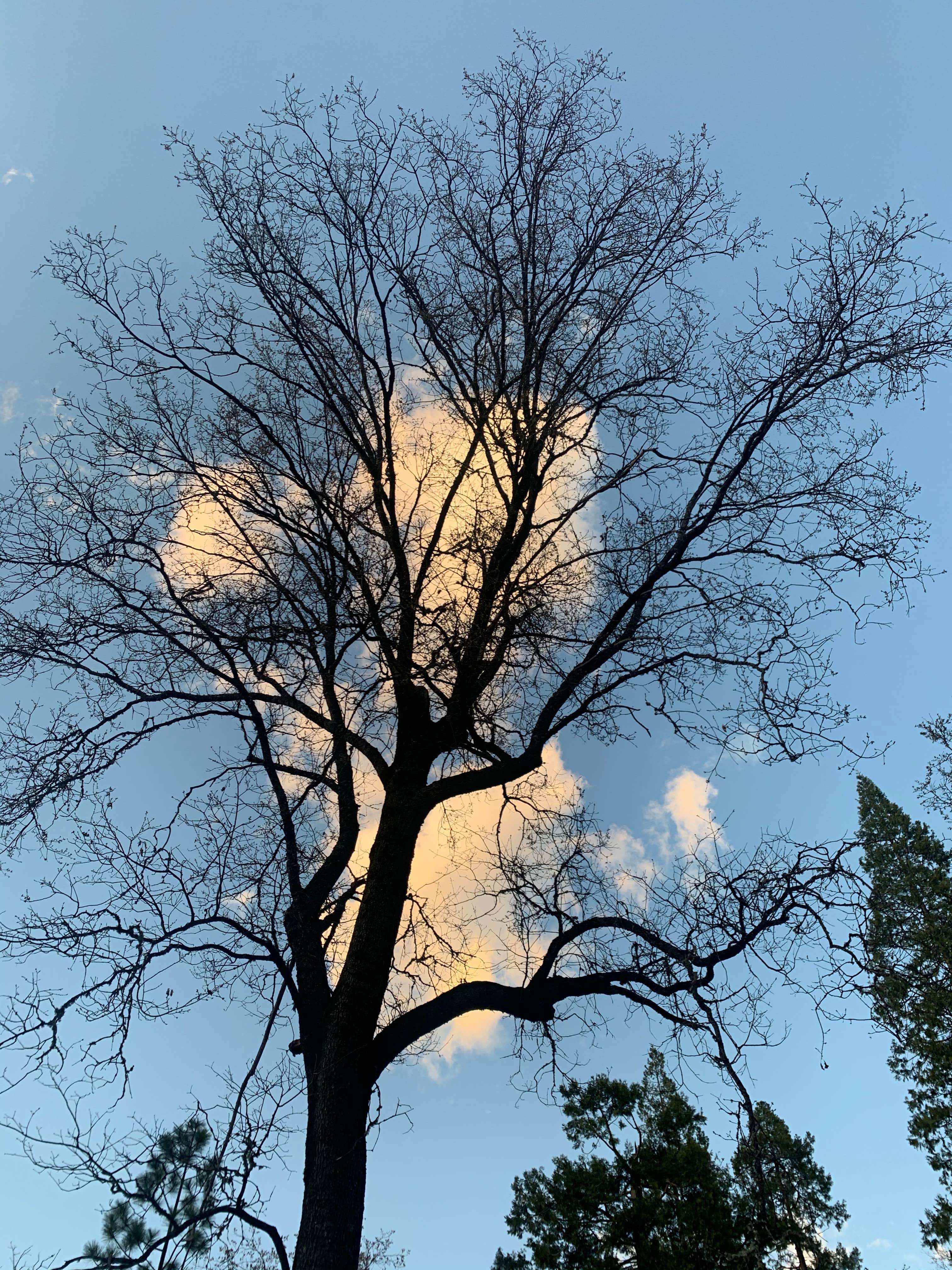 Camper-submitted photo at Sierra National Forest Forks Campground near Bass Lake, CA