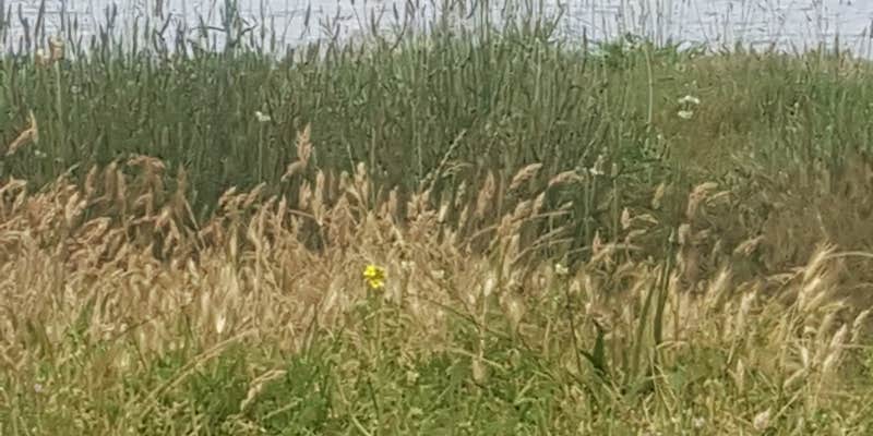 Camper submitted image from Woodward Reservoir