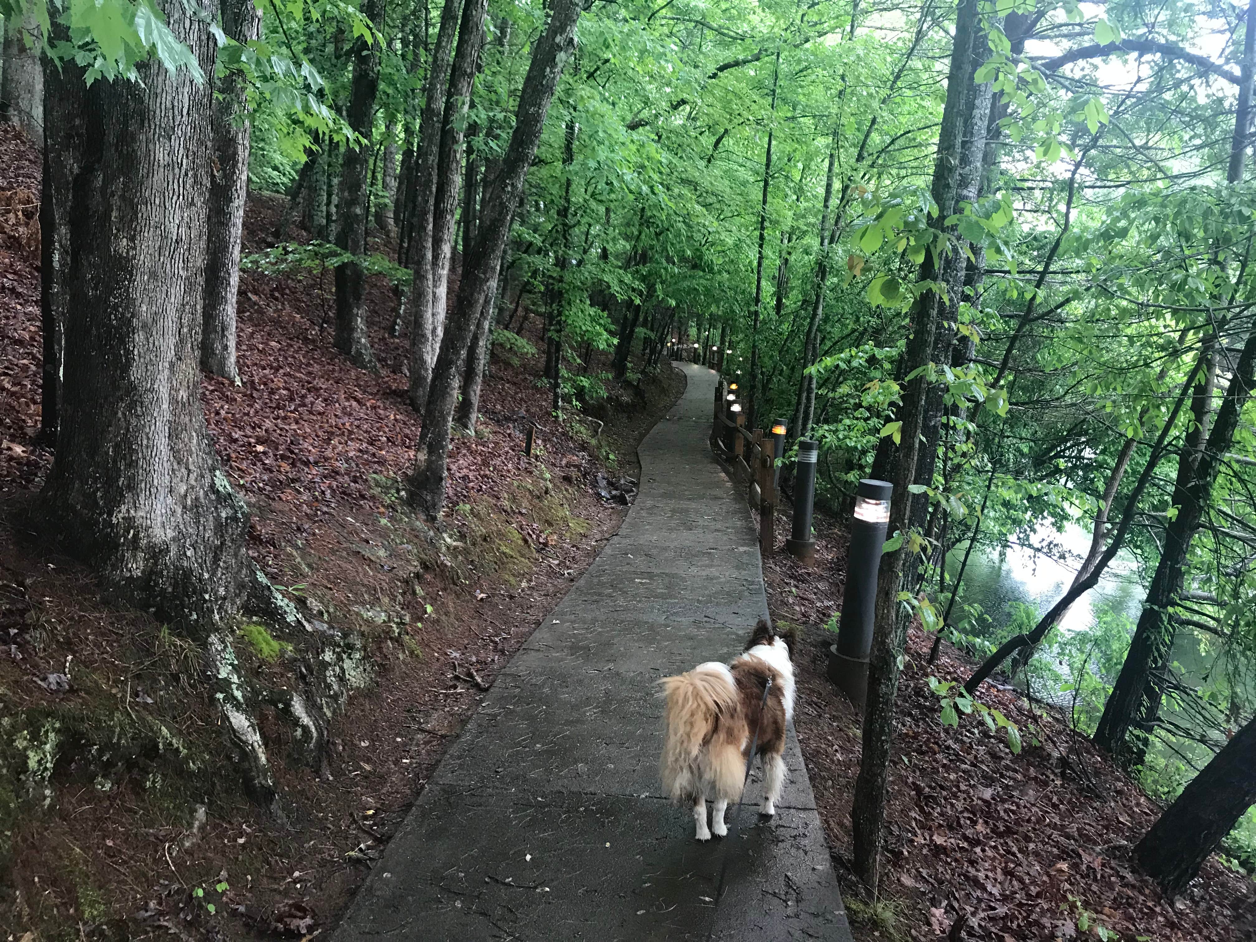 Timothy W.'s photo of camping with pets at COE Philpott Lake Goose Point Park near Claudville, VA