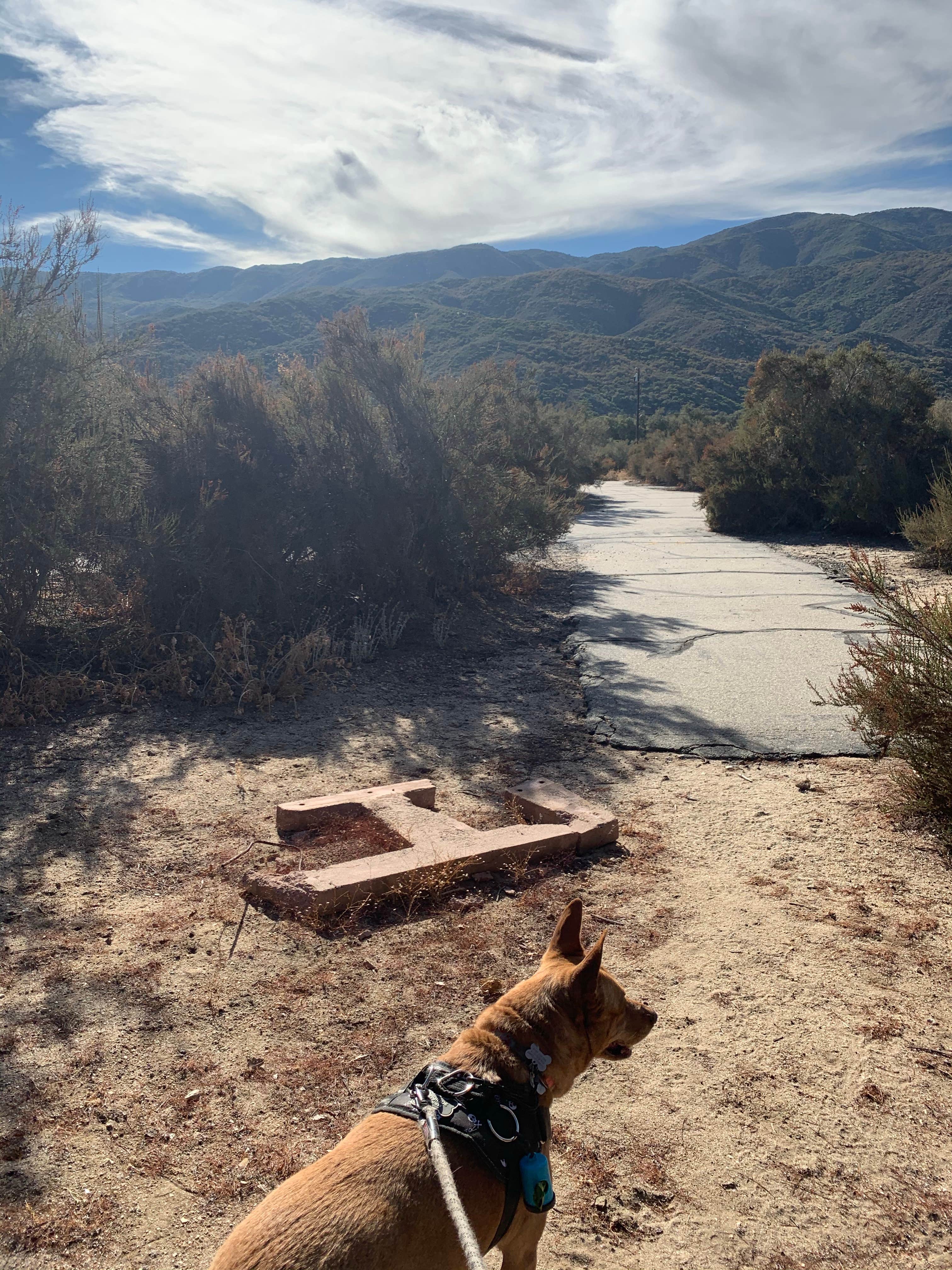 Alisa B.'s photo of camping with pets at Oak Grove Campground near Cleveland National Forest