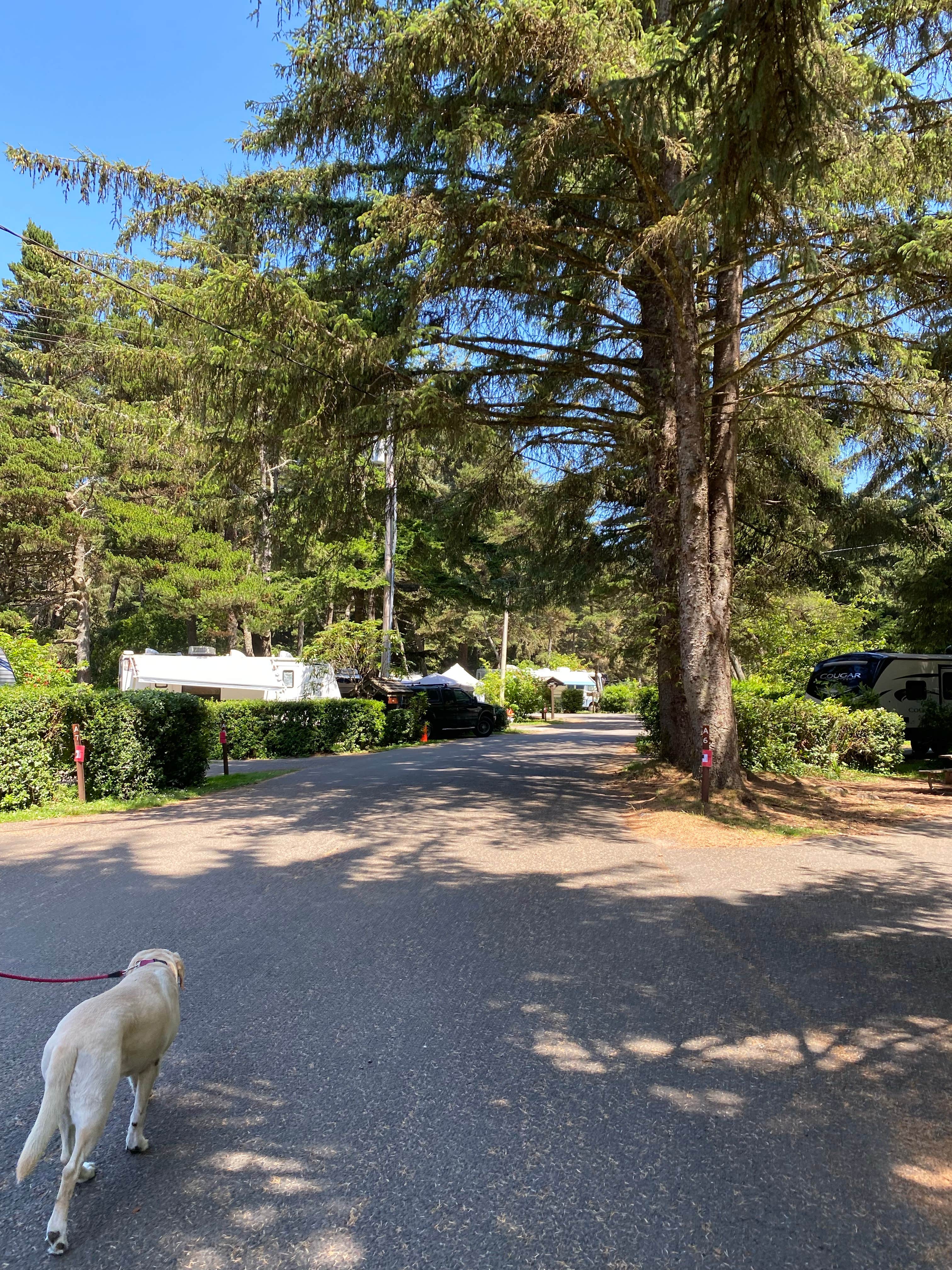 MickandKarla W.'s photo of camping with pets at Sunset Bay State Park Campground near Bandon, OR
