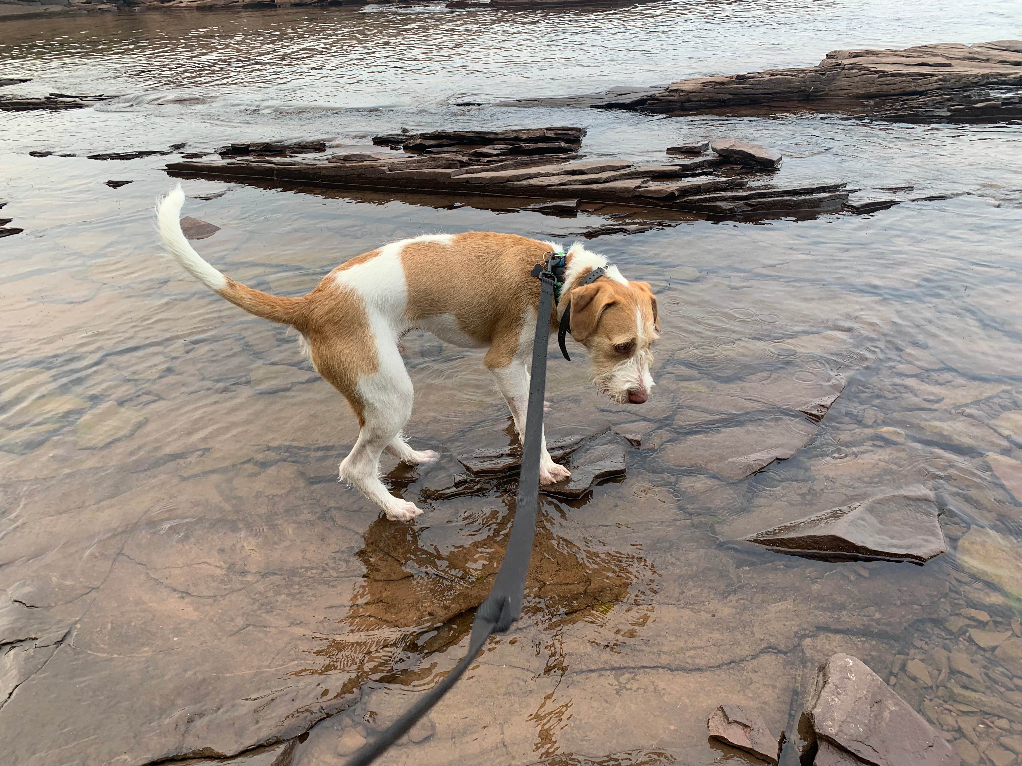Neil T.'s photo of camping with pets at Union Bay Campground — Porcupine Mountains Wilderness State Park near Marenisco, MI