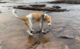 Neil T.'s photo of camping with pets at Union Bay Campground — Porcupine Mountains Wilderness State Park near Bergland, MI