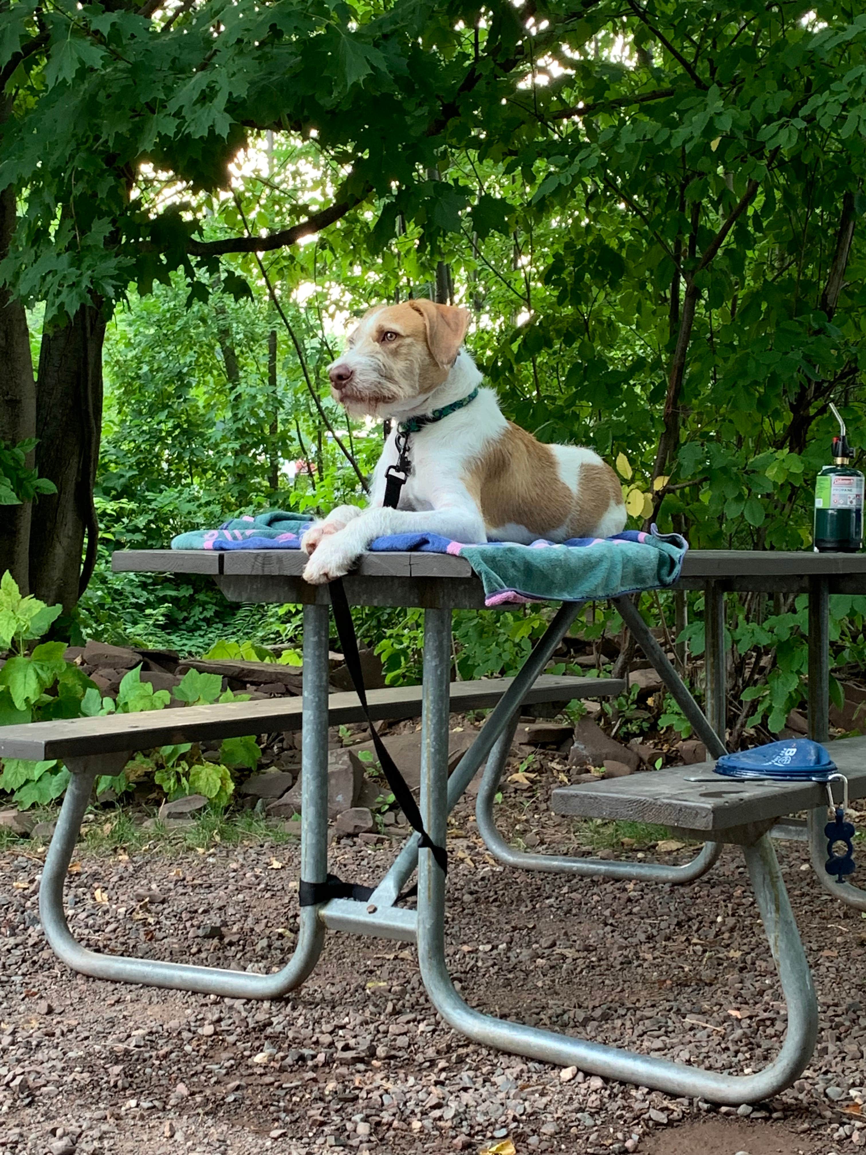Neil T.'s photo of camping with pets at Union Bay Campground — Porcupine Mountains Wilderness State Park near White Pine, MI