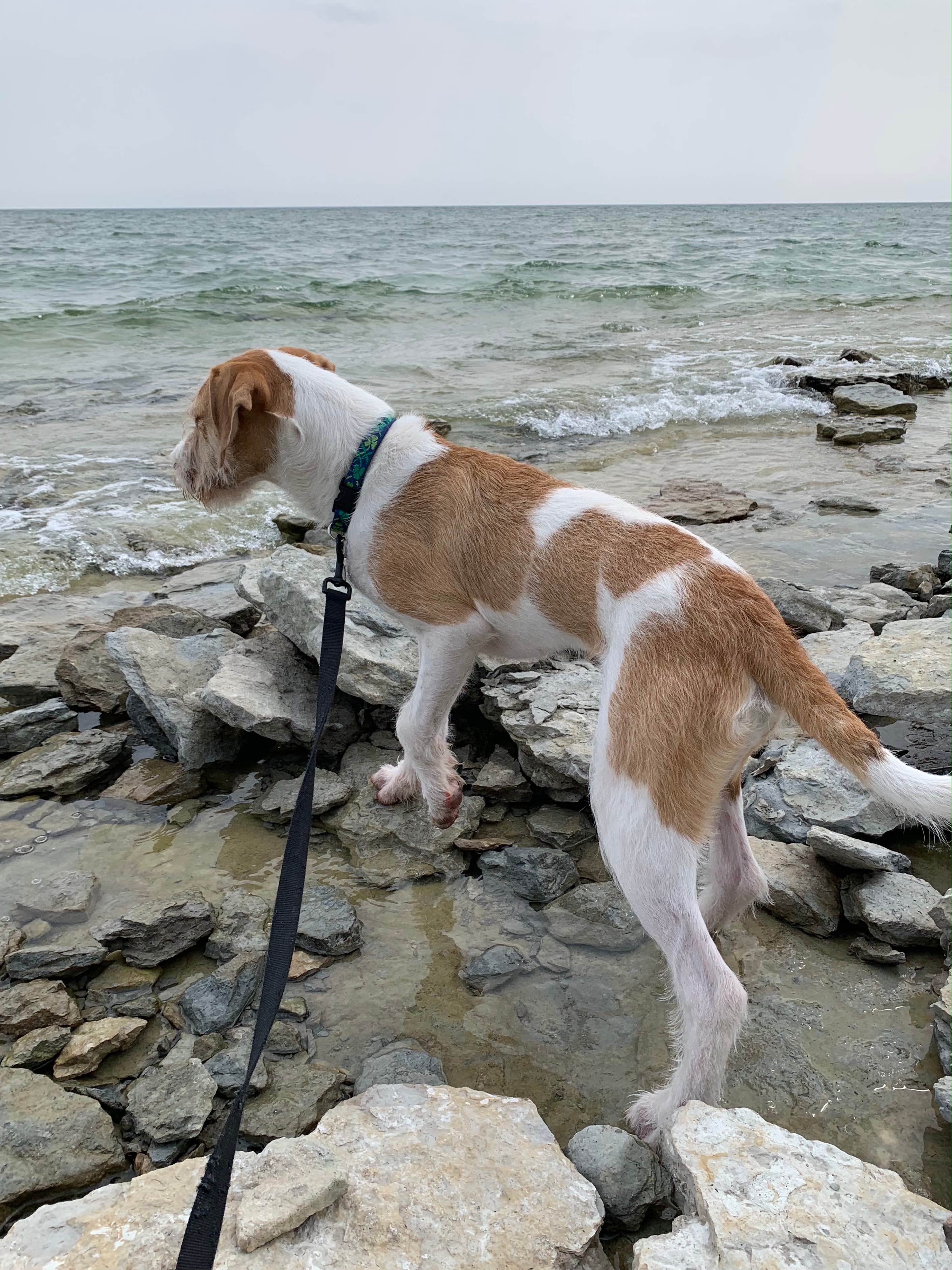 Neil T.'s photo of camping with pets at Peninsula Point Lighthouse Access Road - Dispersed near Escanaba, MI