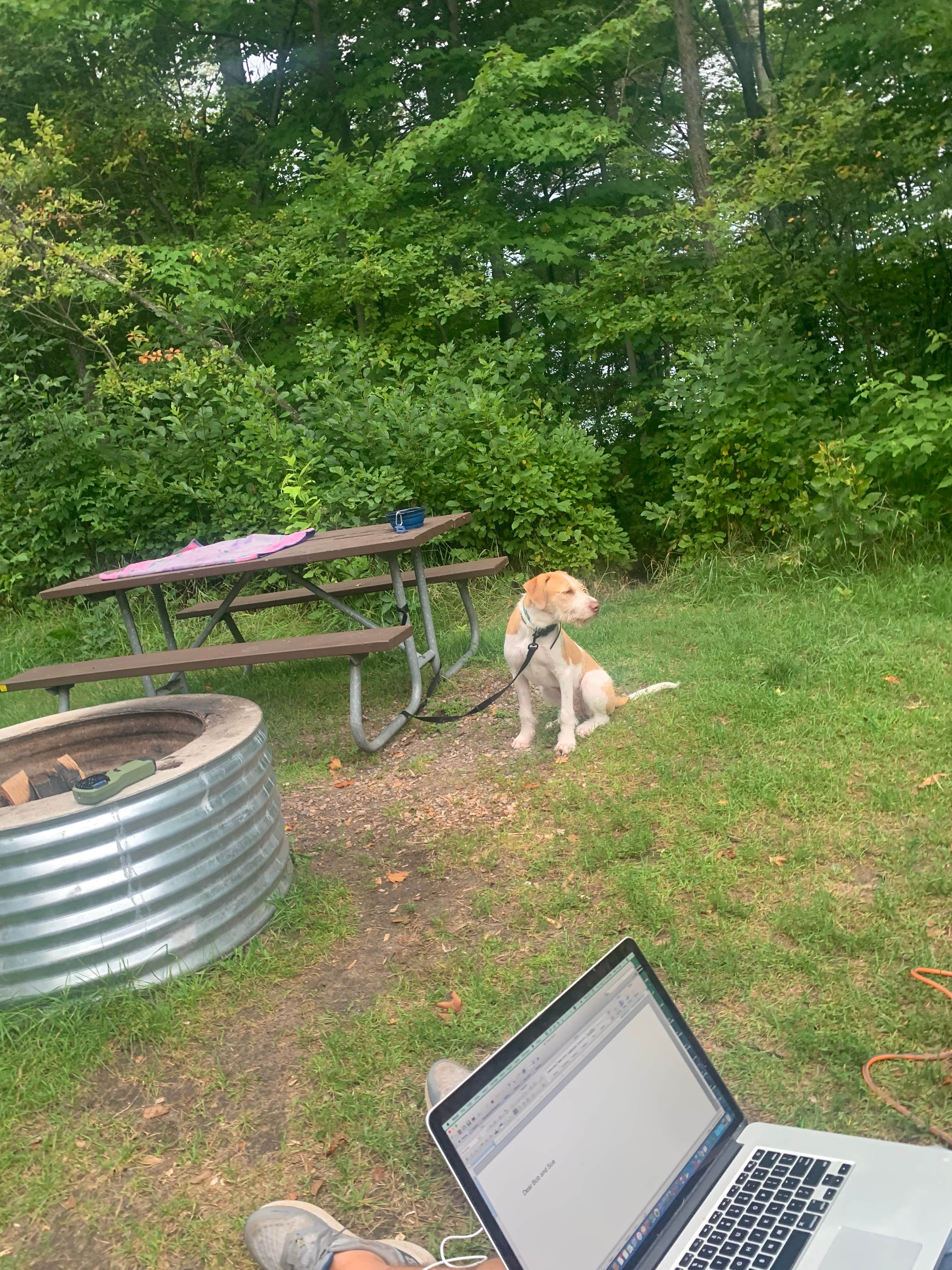 Neil T.'s photo of camping with pets at Brimley State Park Campground near Sault Ste. Marie, MI