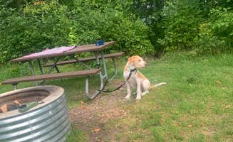 Neil T.'s photo of camping with pets at Brimley State Park Campground near Rudyard, MI