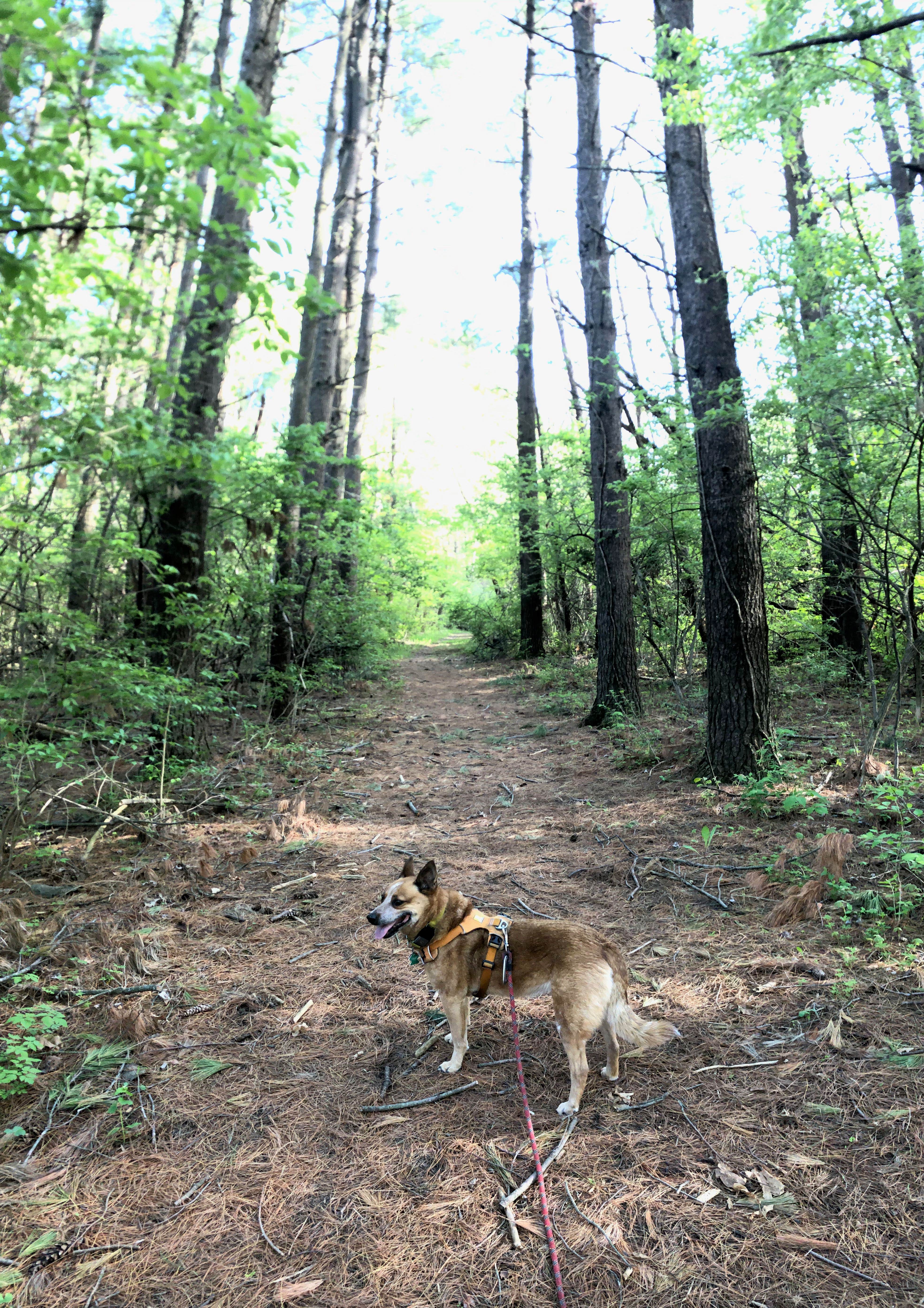 Art S.'s photo of camping with pets at Chief Keokuk Campground — Johnson-Sauk Trail State Recreation Area near Bettendorf, IA