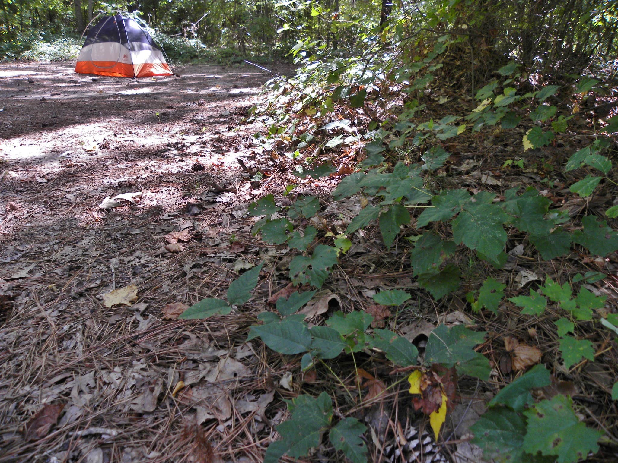 Camping near Herbert Seasonal Camp: Sedalia Campground, Cross Anchor, South Carolina