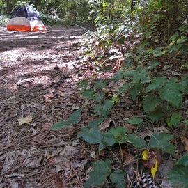 There is poison ivy around the campsite, so be careful.