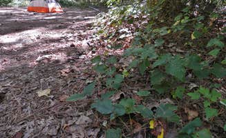 Myron C.'s photo of tent camping at Sedalia Campground near Newberry, SC