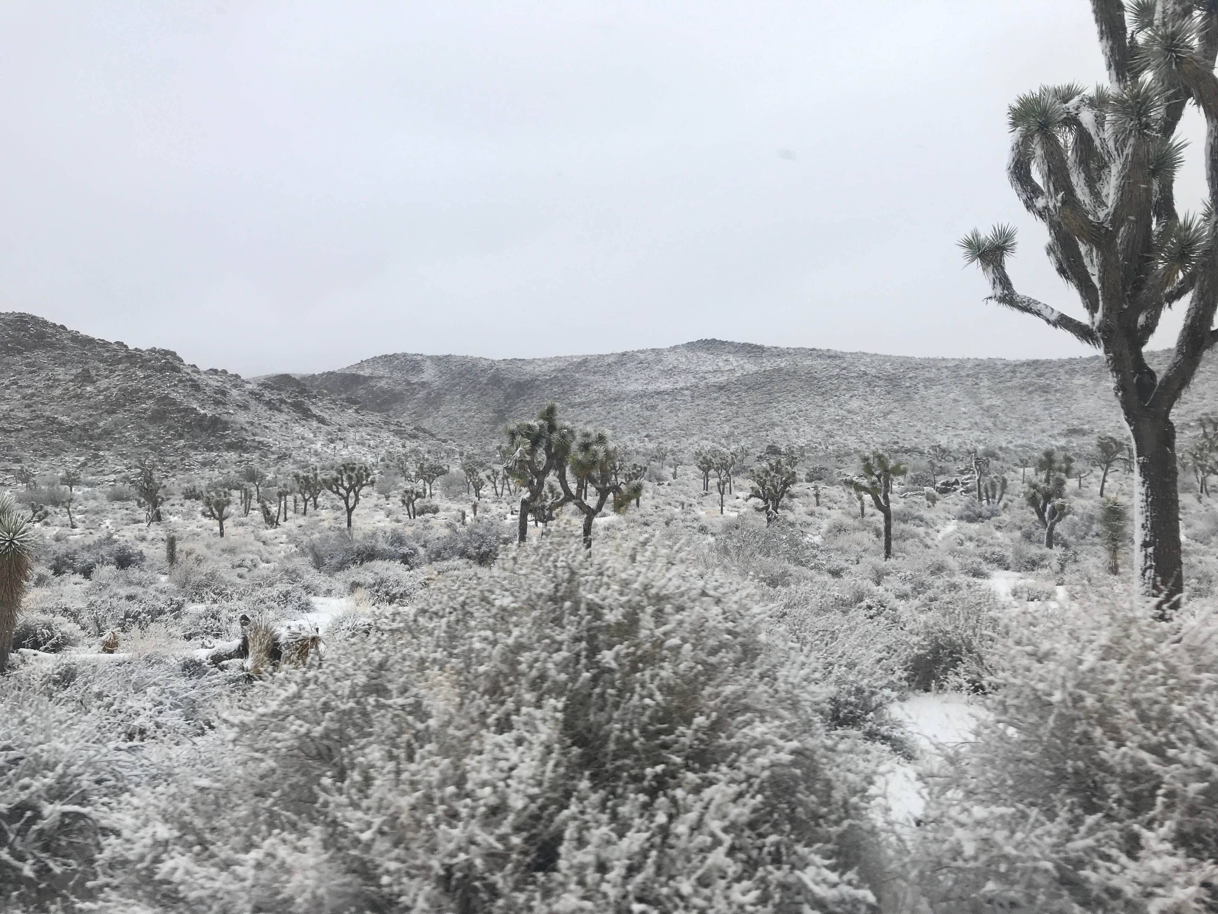 Jordan R.'s photo of camping with a horse at Ryan Campground — Joshua Tree National Park near Bermuda Dunes, CA