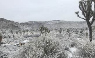 Jordan R.'s photo of camping with a horse at Ryan Campground — Joshua Tree National Park near Palm Springs, CA