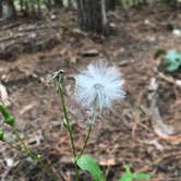 Review photo of Clifty Falls State Park Campground by Sam M., September 1, 2021