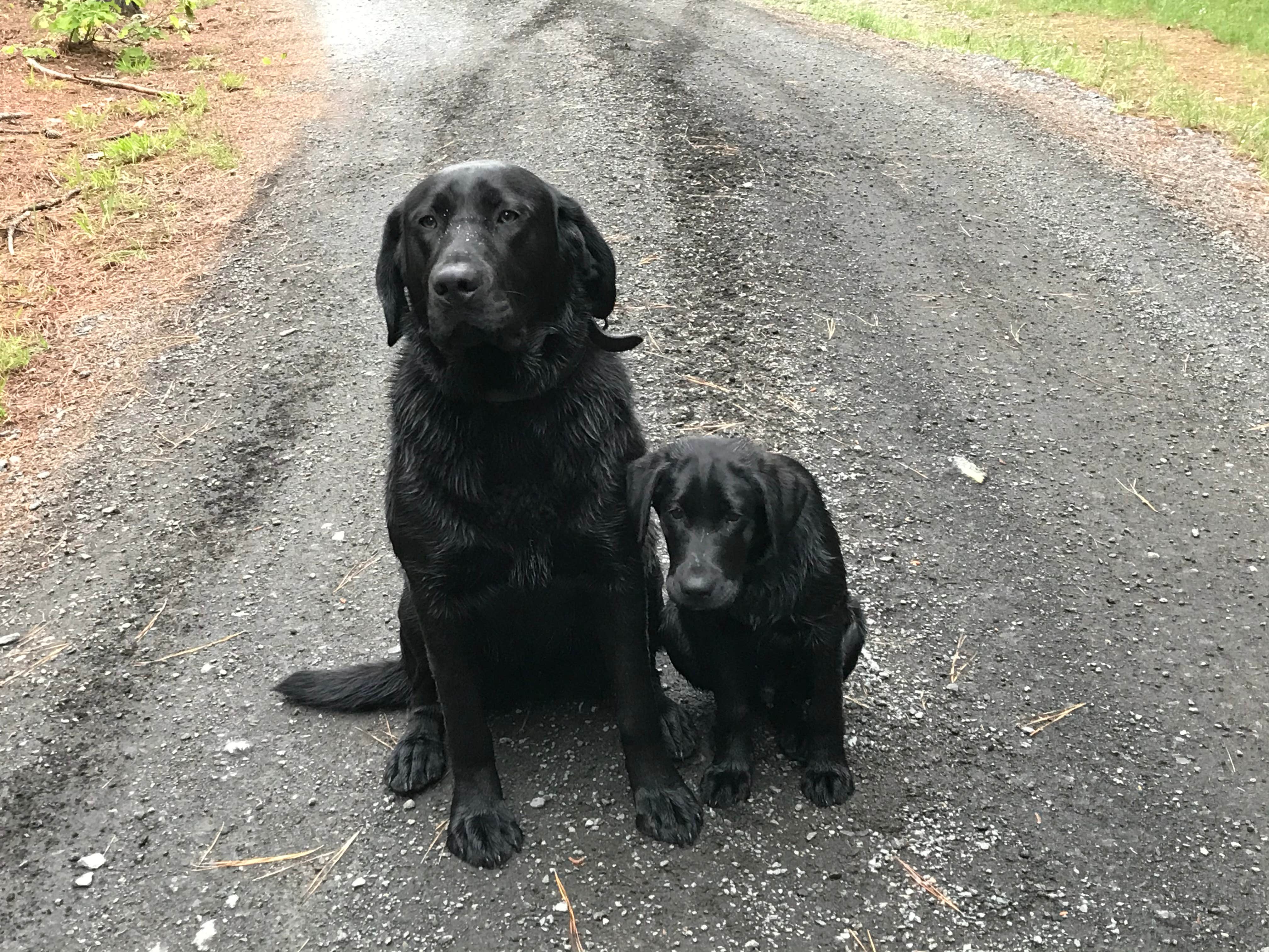 Sam M.'s photo of camping with pets at Clifty Falls State Park Campground near Prospect, KY