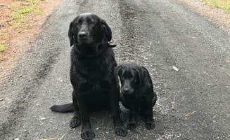 Sam M.'s photo of camping with pets at Clifty Falls State Park Campground near Jeffersonville, IN