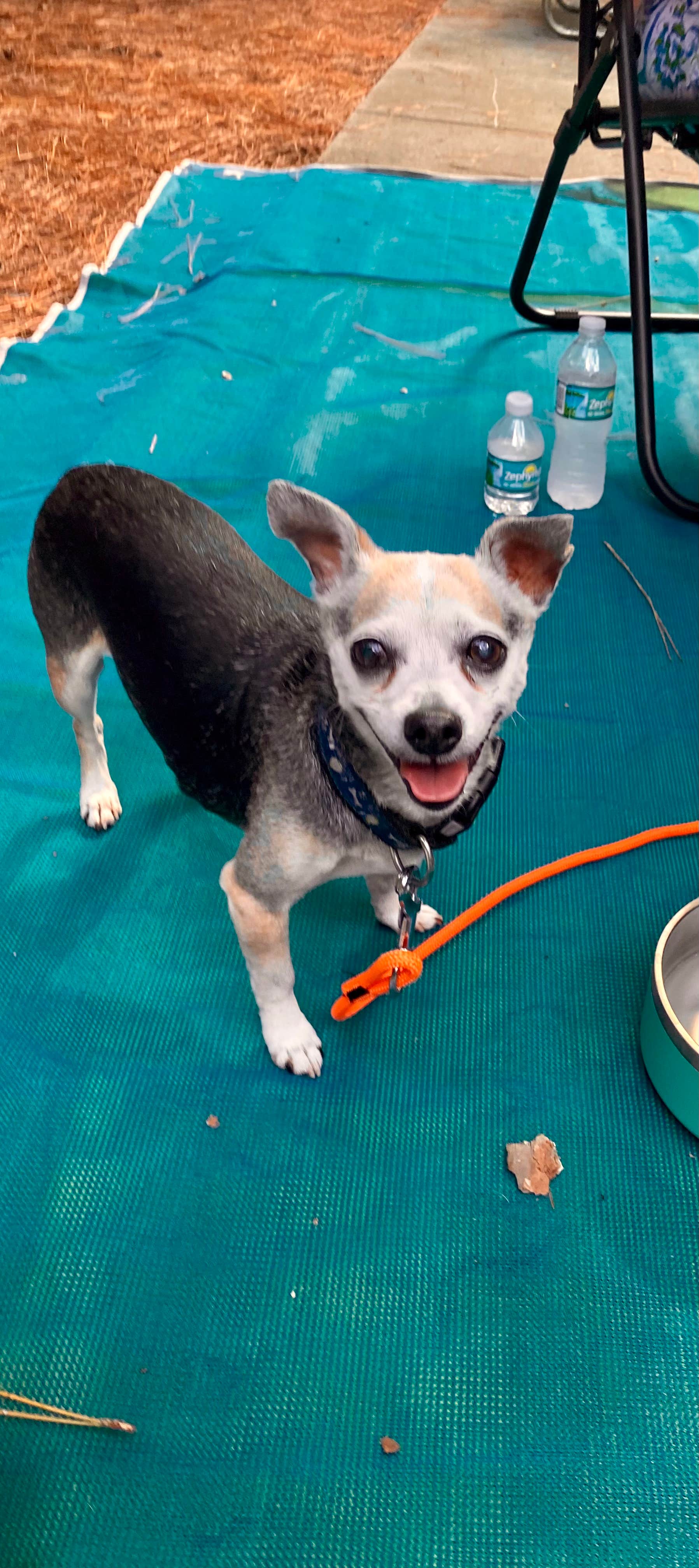 Rob N.'s photo of camping with pets at Disney’s Fort Wilderness Resort & Campground near Orlando, FL