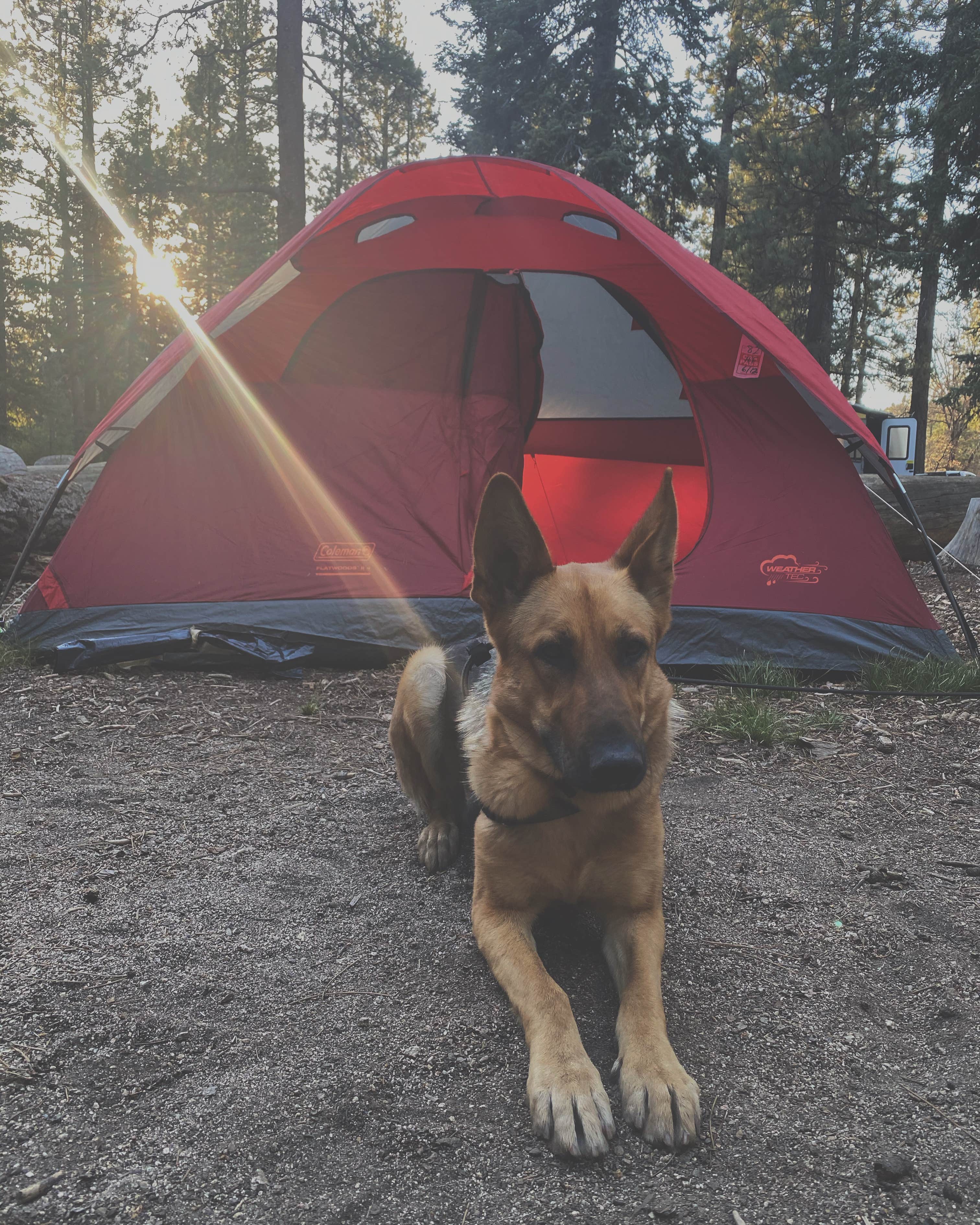 Ronnie R.'s photo of camping with pets at Hanna Flat Campground near Big Bear Lake, CA