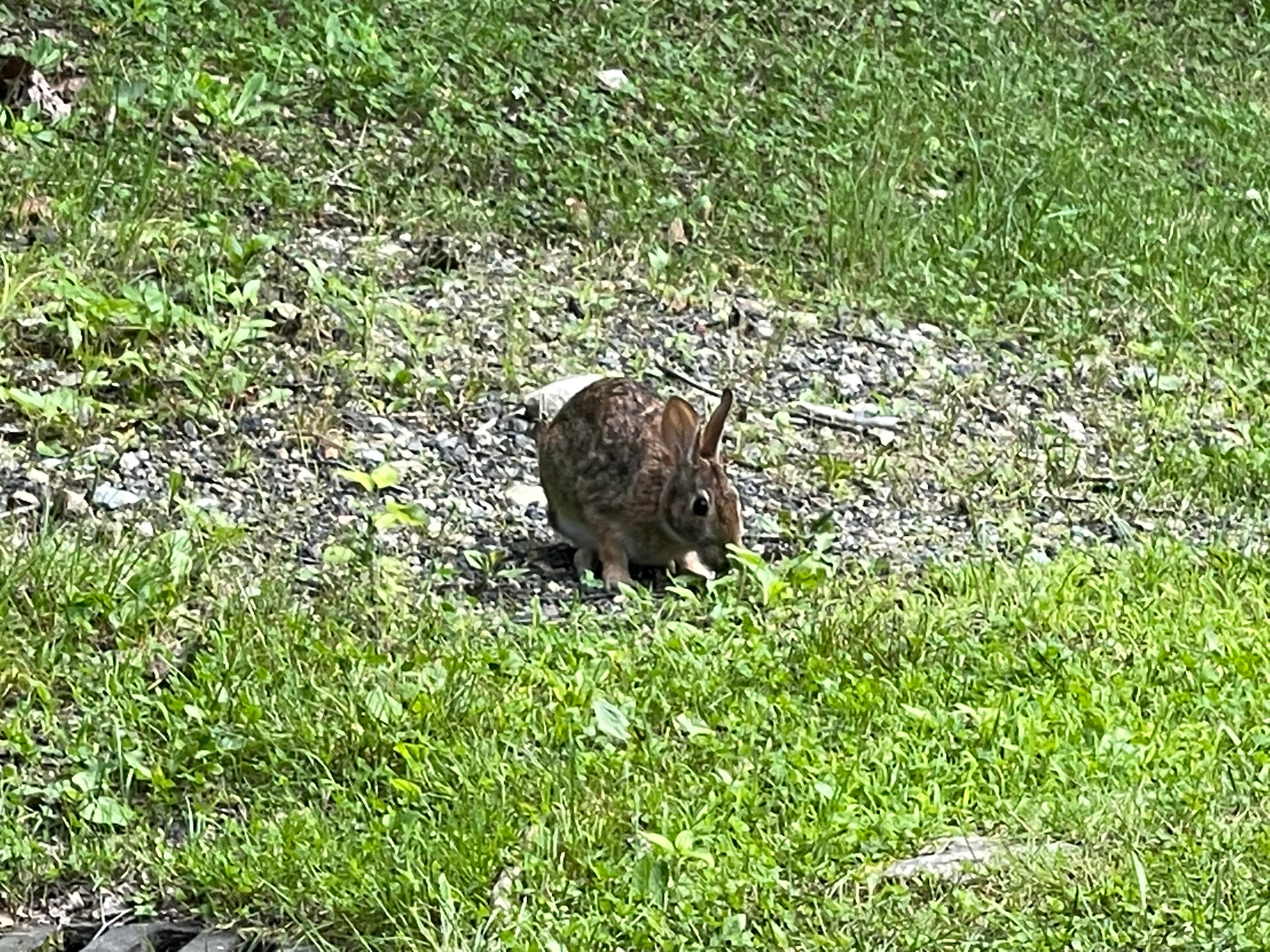 Kimberly's photo of camping with pets at Lamb City Campground near Lunenburg, MA