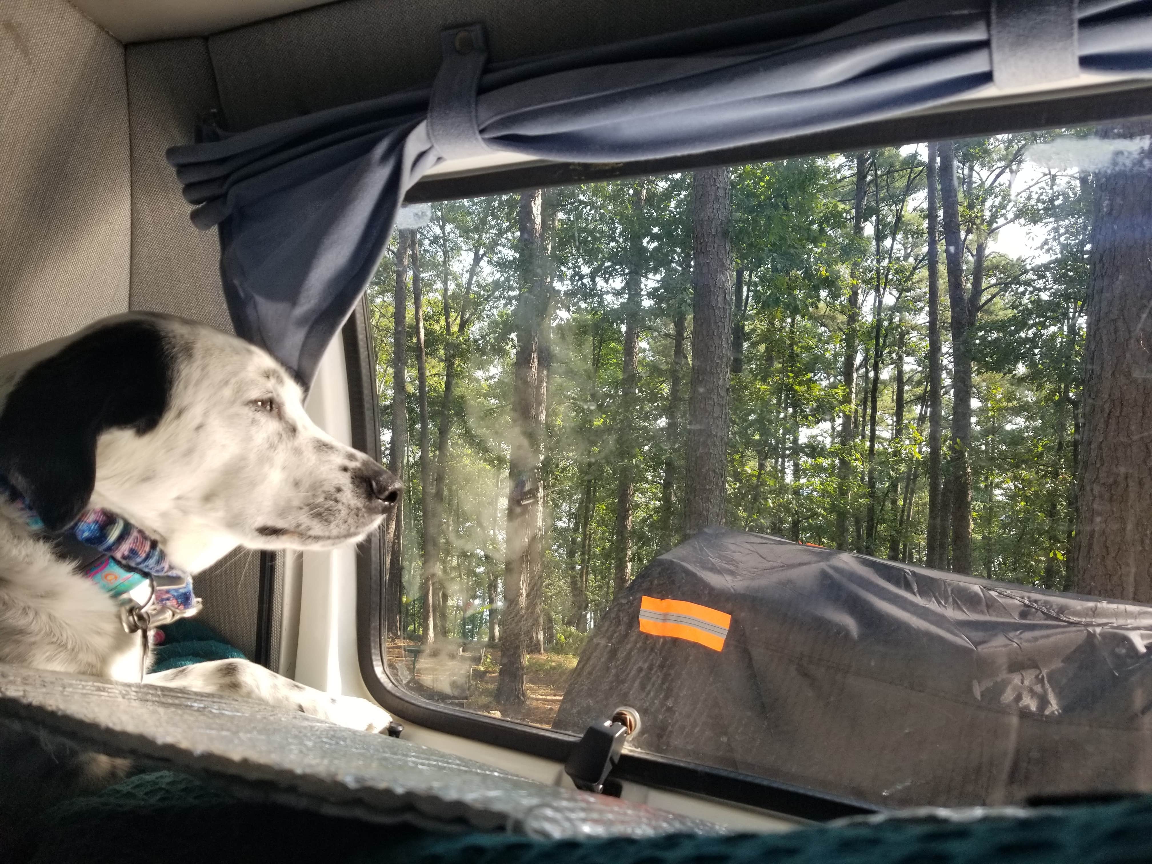 Angela D.'s photo of camping with pets at Iron Mountain near Bluff City, AR