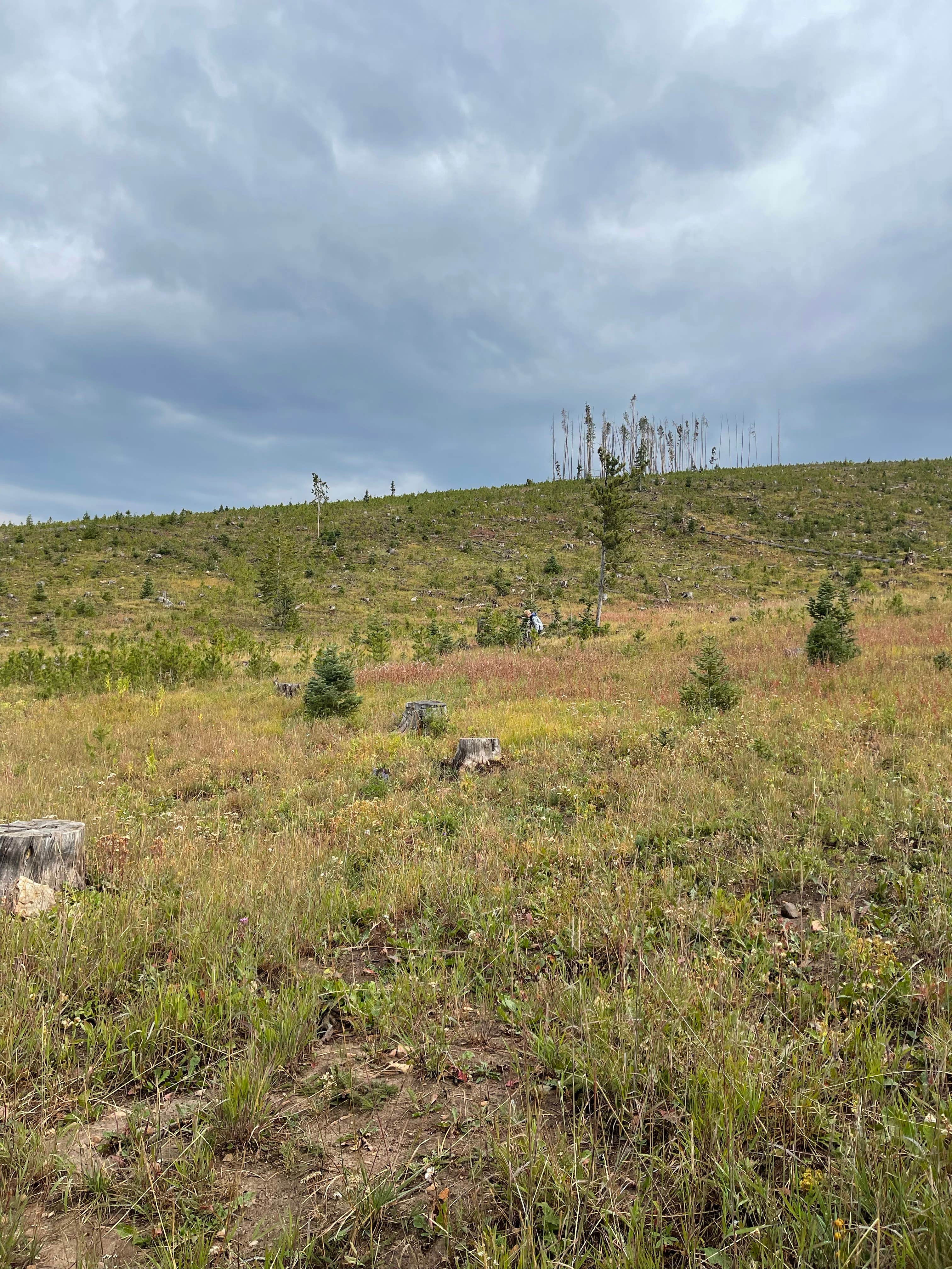 Camper-submitted photo at Tigiwon Road near Minturn, CO