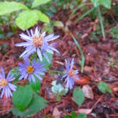 Review photo of Schoolcraft State Park Campground by MARY K., September 2, 2021