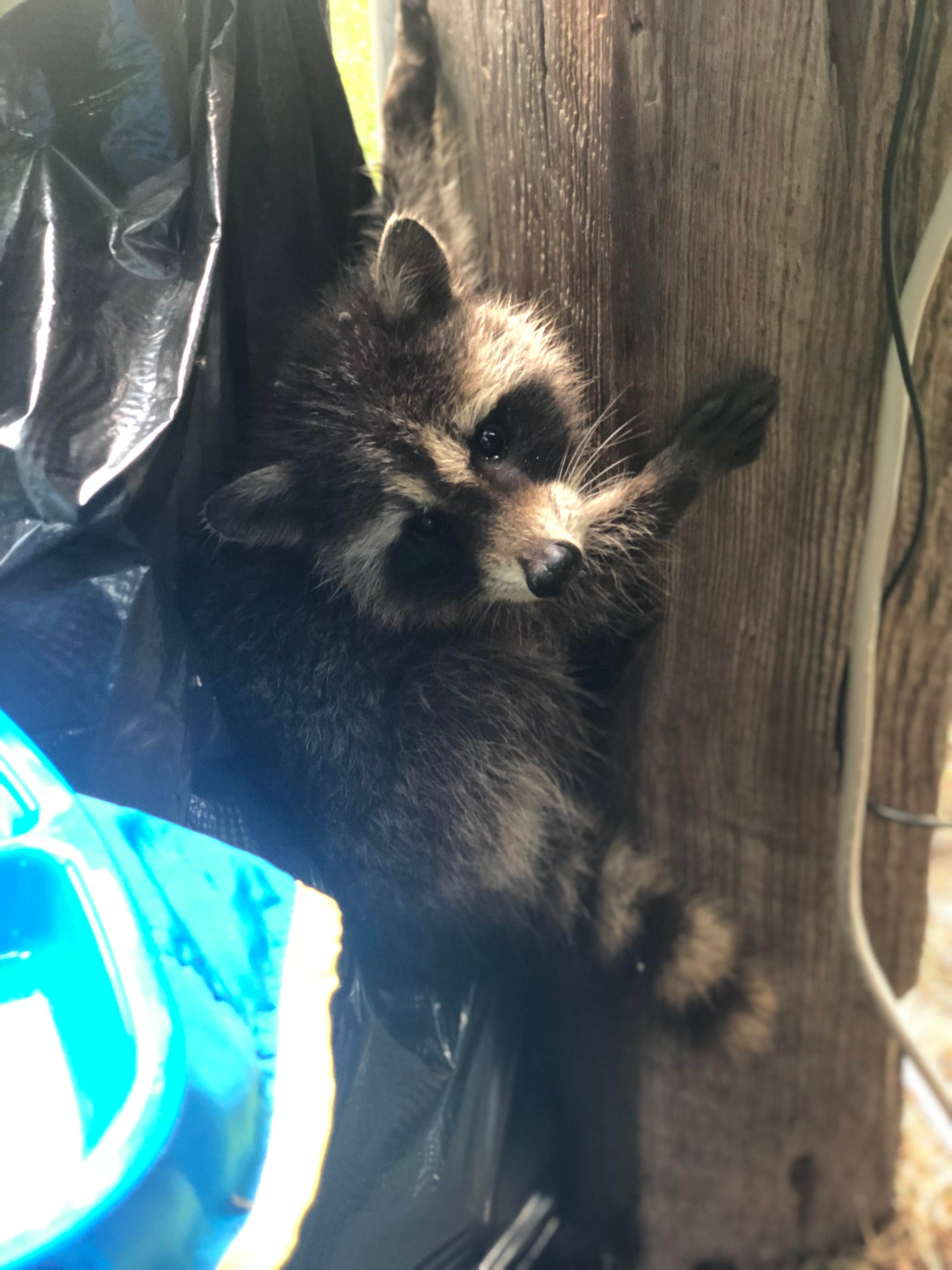 Chushons Peak Campground