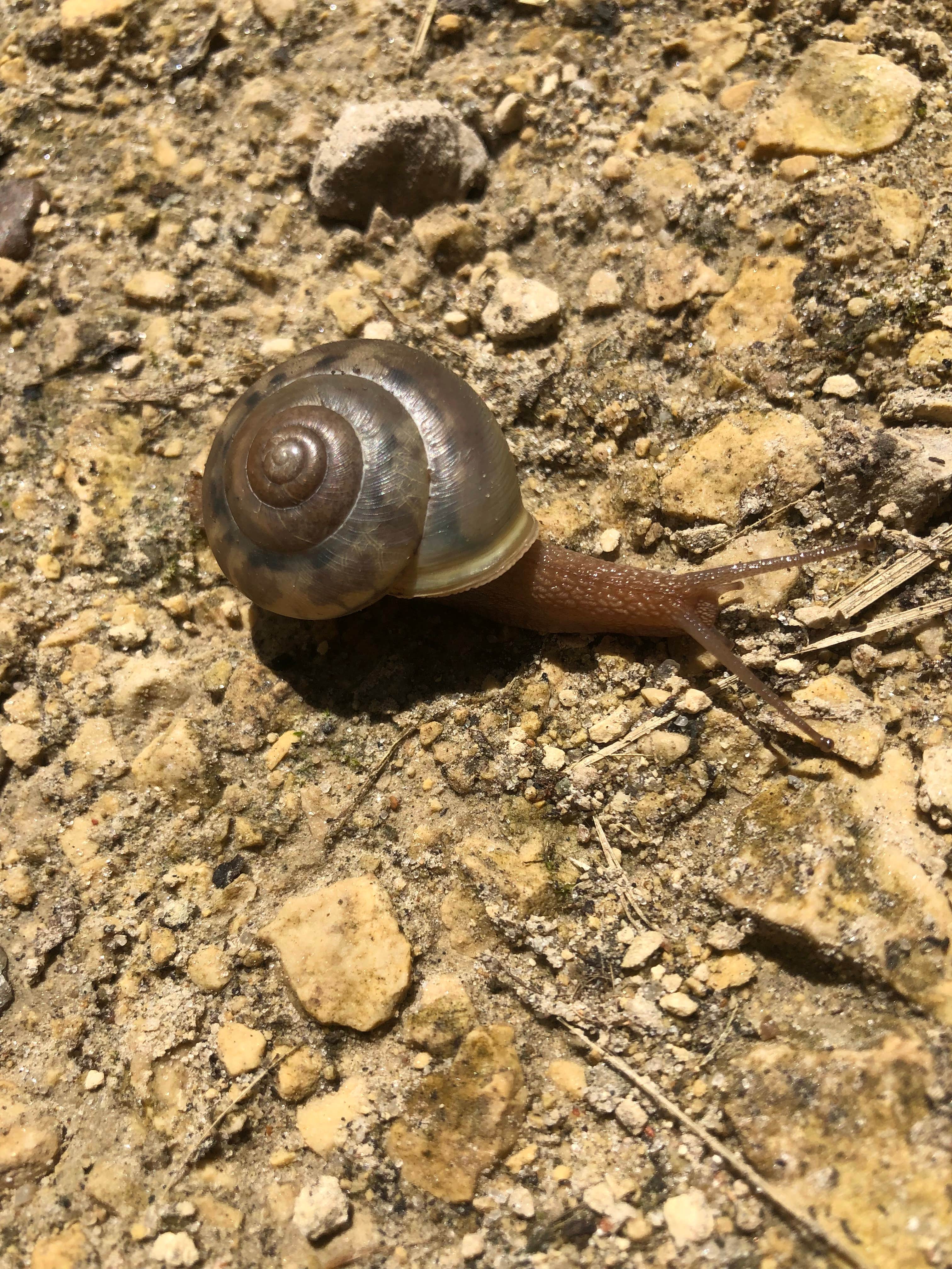 Camper-submitted photo at Chushons Peak Campground near Money Creek, MN