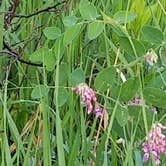 Review photo of Turtle River State Park Campground by Brad K., June 23, 2018