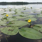 Review photo of Bear Paw Campground — Itasca State Park by Jennifer B., June 20, 2018