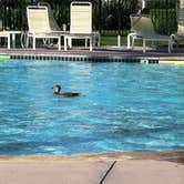 Review photo of Golden Village Palms RV Resort by Momma H., September 3, 2021